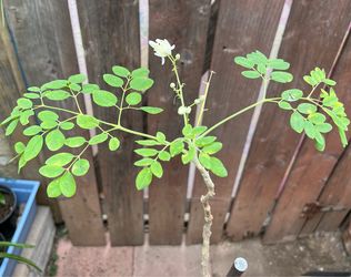 Moringa Tree
