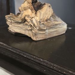 Petrified Wood