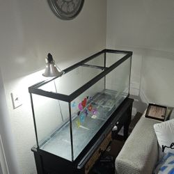Turtle Tank 