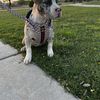 AUGGIE