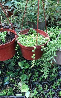 String of pearl plant in 6 in pot