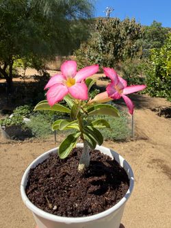 Desert Rose