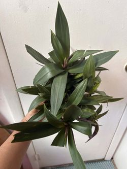 Tradescantia spathacea Read Description ⬇️