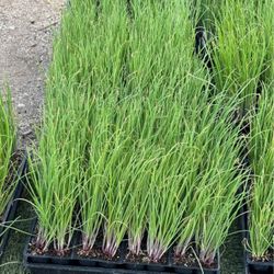 $7.00 each six pack Onions Plant’s 🧅/ Plantas de Cebollas🧅$7.00 el paquetito