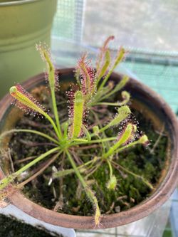 Drosera Capensis Sundew