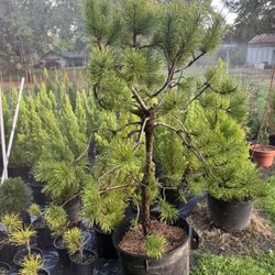 Chief Joseph Lodgepole Pine RARE And HARD TO FIND 