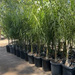 15 Gallon Size Queen Palm Trees 
