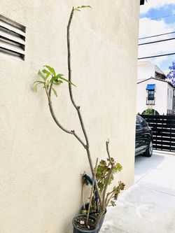 1ft to 12 foot mystery plumerias, potted plants succulents flowers pots garden nursery! Starting at $2