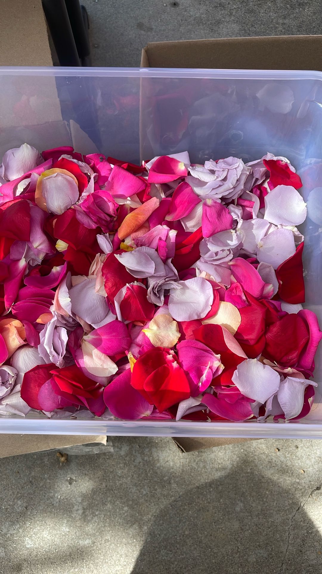 Assorted Fresh Rose Petals