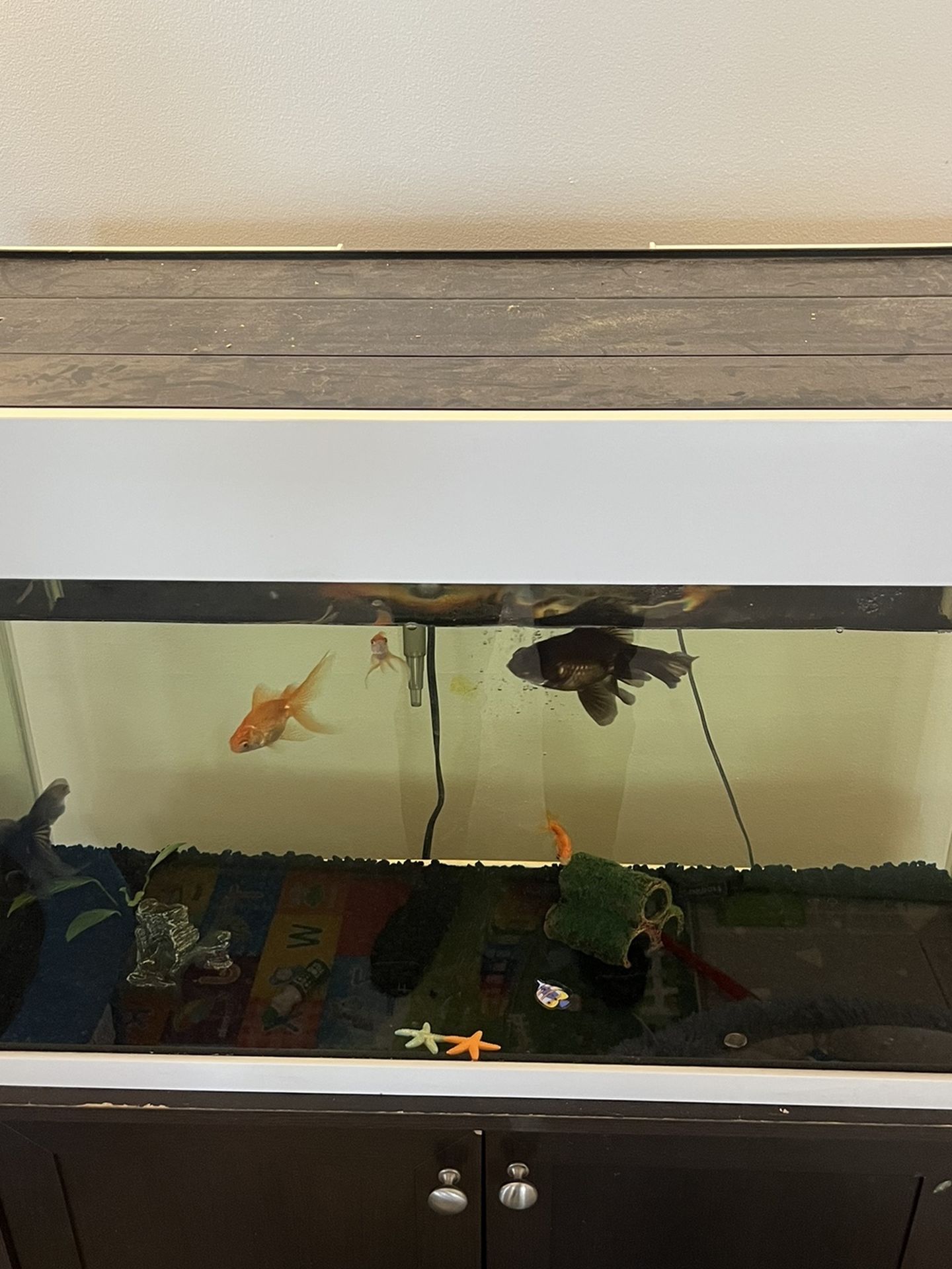 30 Gallon Fish Tank