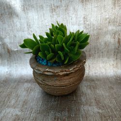Succulent In Decorative Pot 
