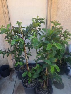 White guava tree plant
