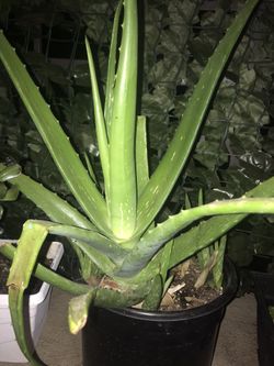 Aloe Vera plant