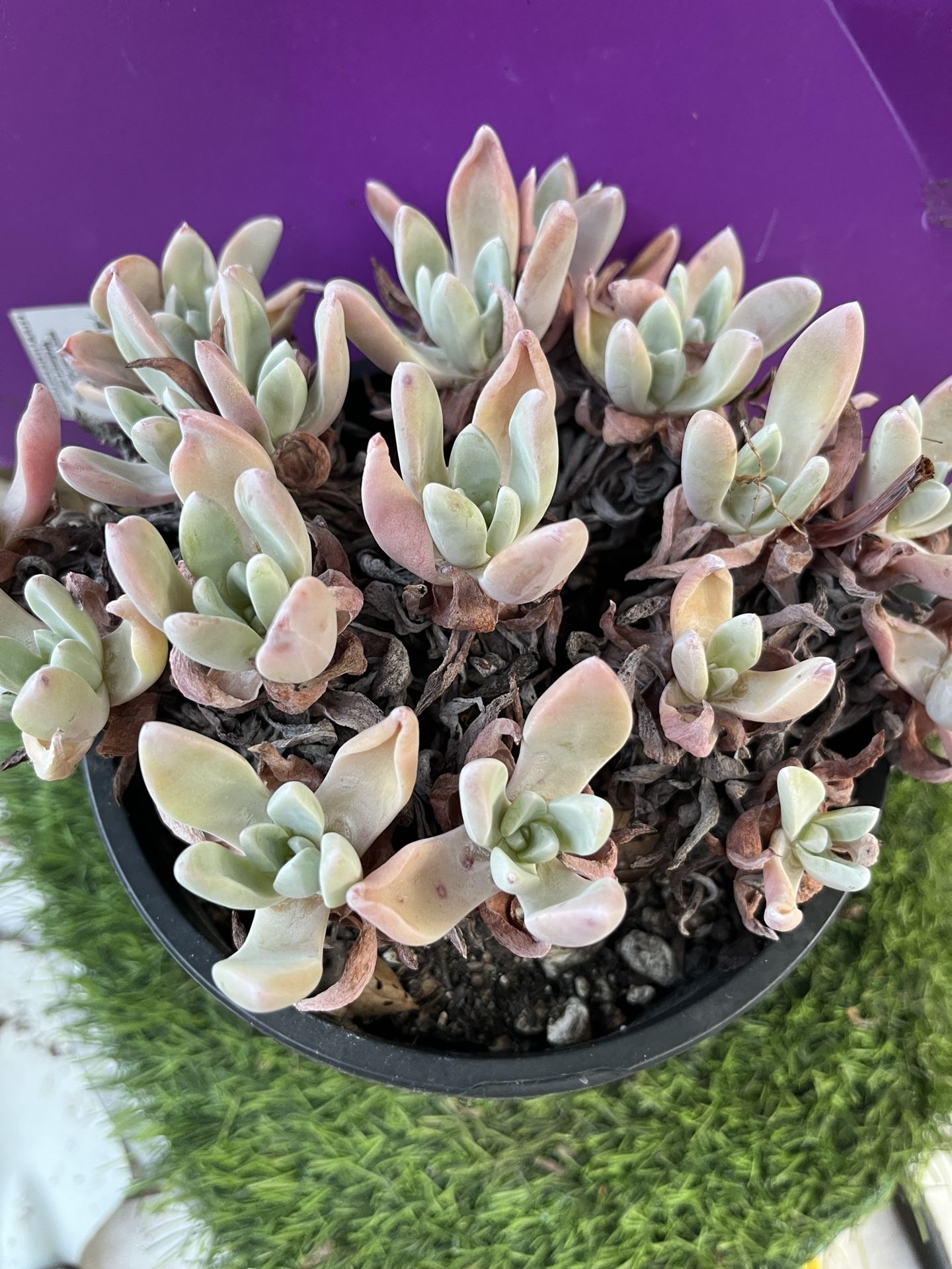 Dudleya farinosa cluster , Live Rooted , get 2 free succulent cuttings