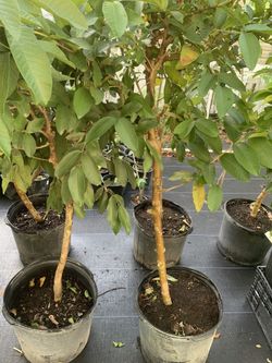 Pink Guava Plant - 4 to 5 yrs old grafted fruit - 