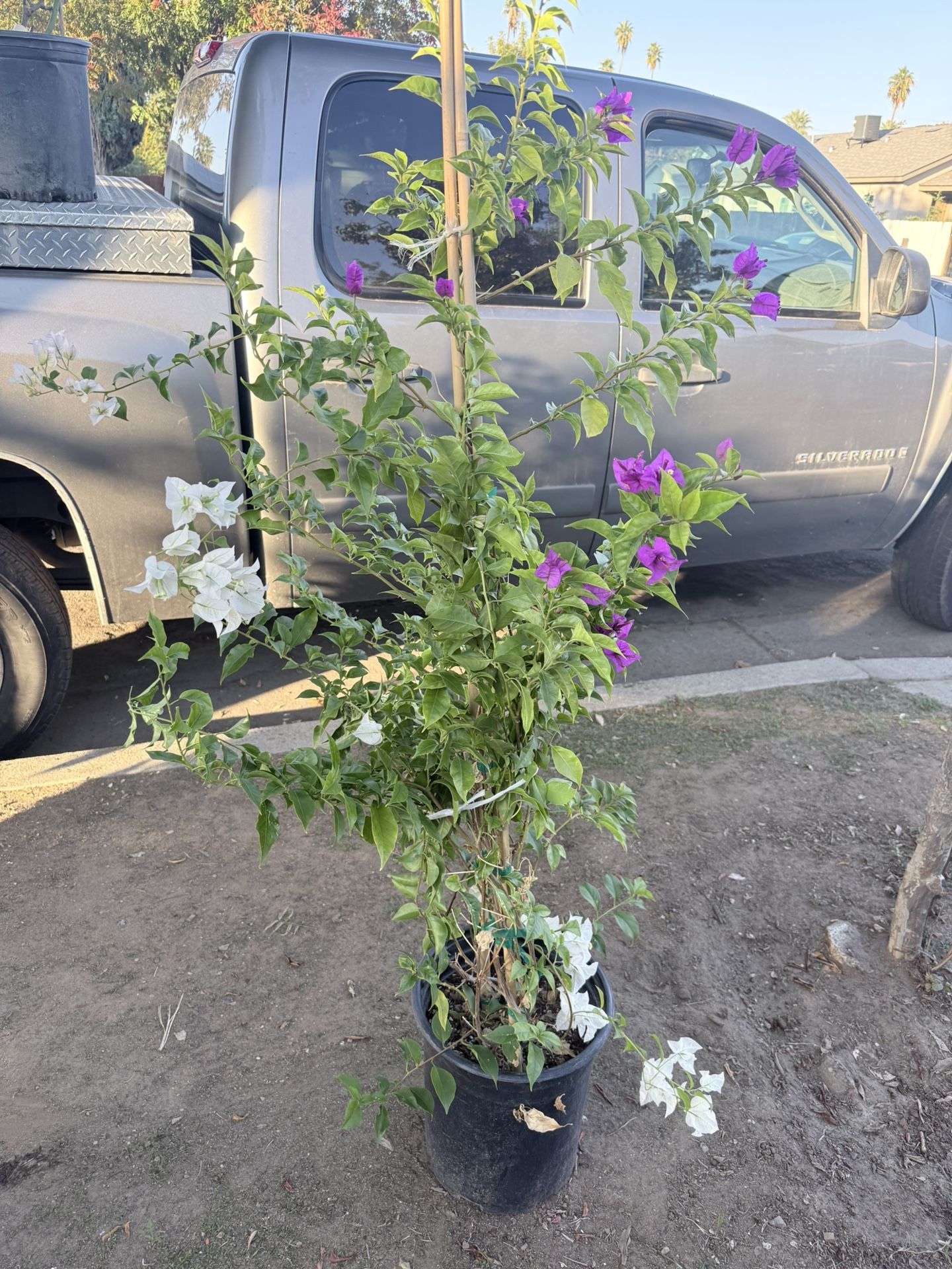 Mixed Color Bougainvillea