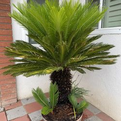 Sago Palms