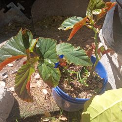 Begonia