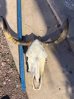 Real Steer Skull with Long Horns