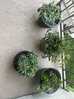 4 Plants 