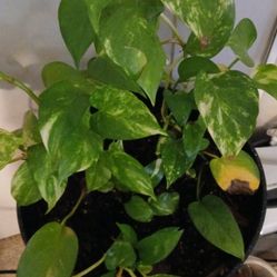 Golden Pothos 