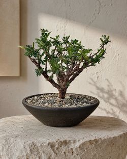 Senna Meridionalis With Feathery Leaves And Zigzag Branches (Handmade Planter Included). #A2  ‘Local LA Seller’