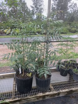 NEEM TREES