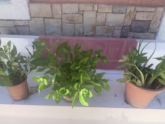 Plants