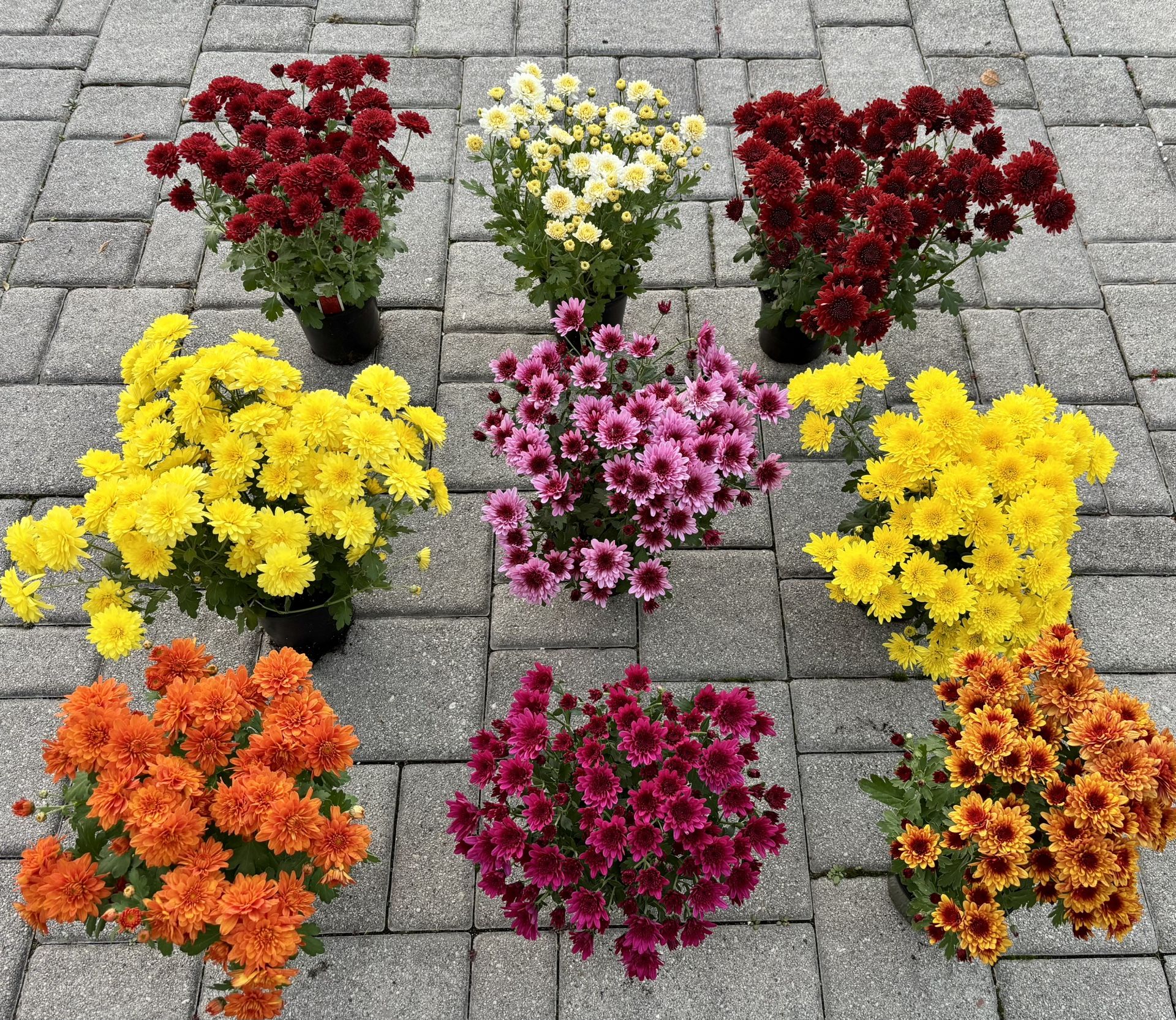 Collection of 9 Beautiful Mums in 4.5" Pots