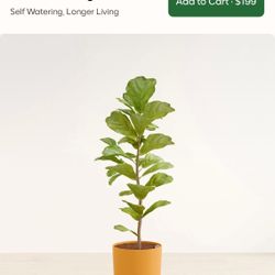 Fig plant On Easy pot 