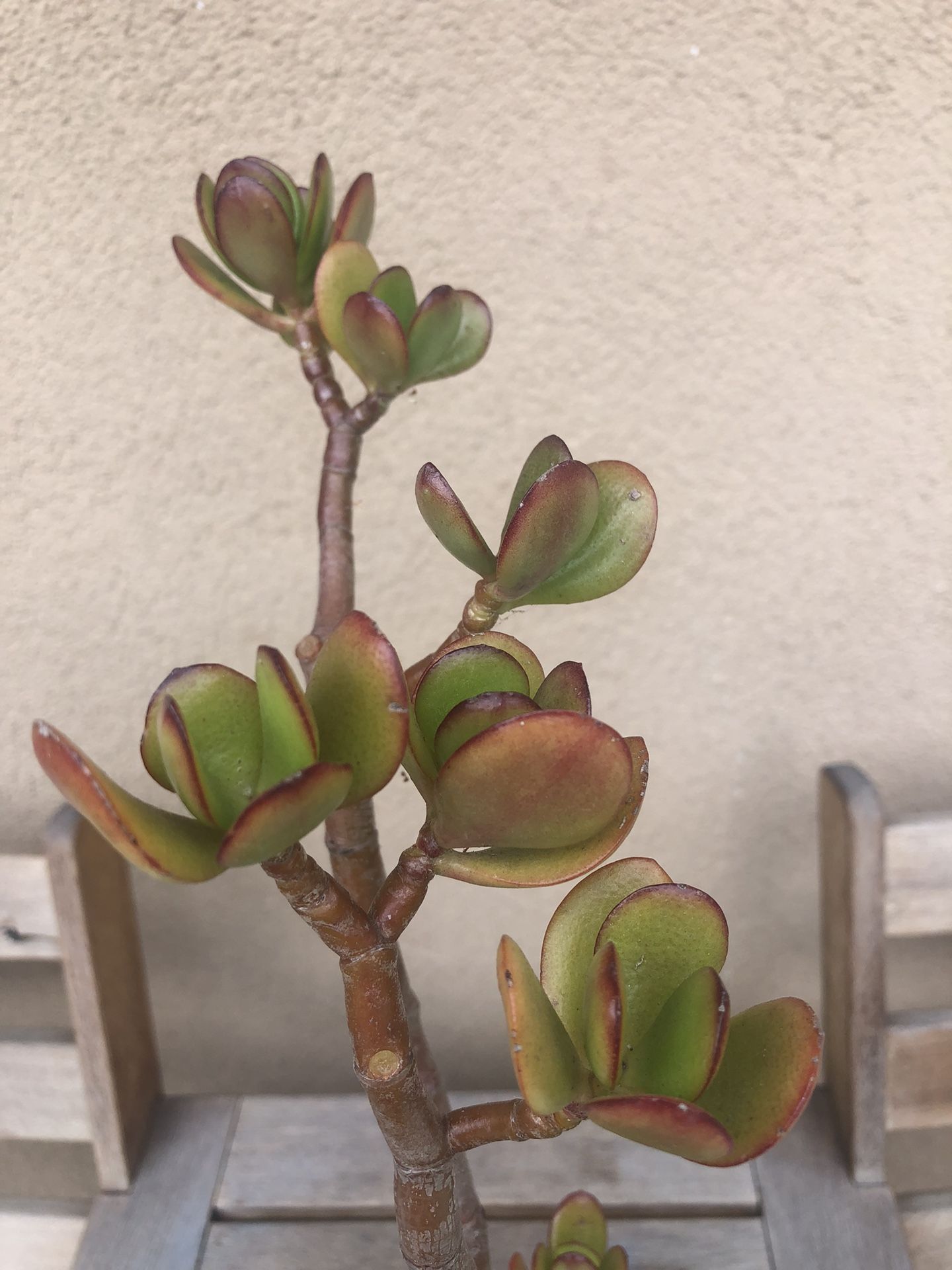 Jade Succulent Plant 