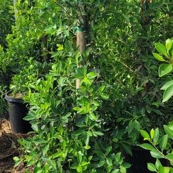 Ficus Nitida Hedge Or Privacy