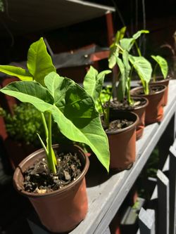 Elephant ears