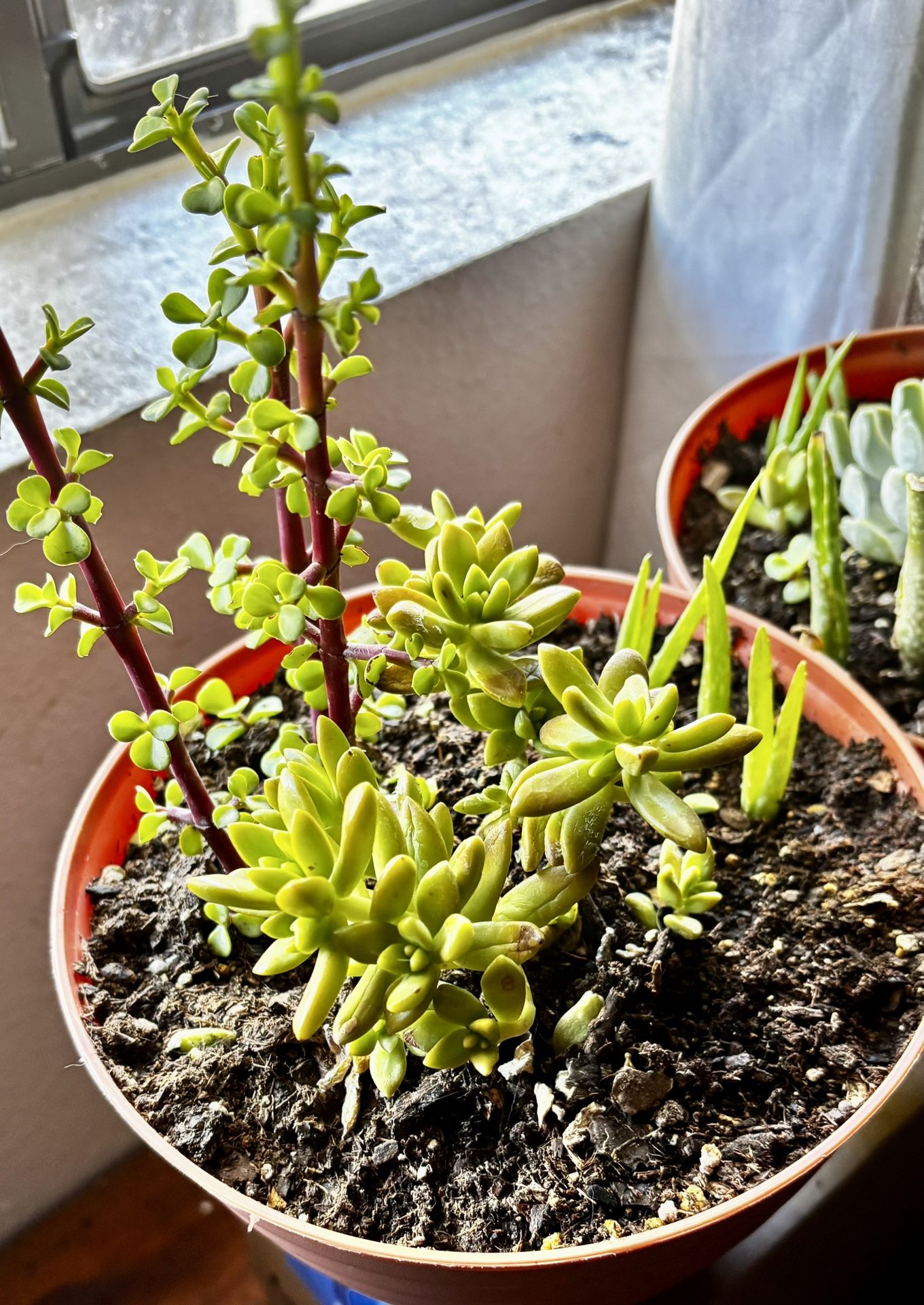 Sedum Succulents , Elephant, food and aloe vera
