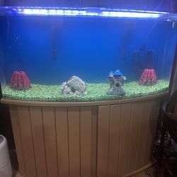 Fish Tank y Mas 