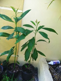2 avocado plants