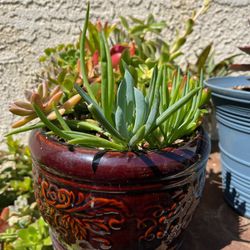Brown Pot With Succulent Plants  
