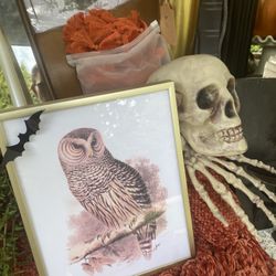 Barred Owl Vintage fine Art Print In Gold Frame & Halloween Decor! 