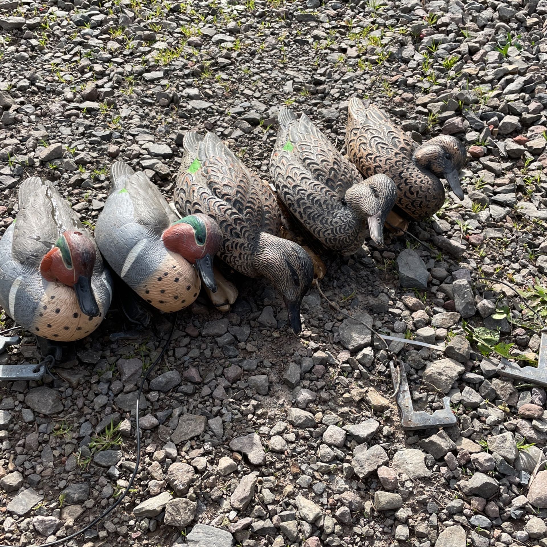AVIAN-X And Flex tone Green Wing Teel Duck Decoys