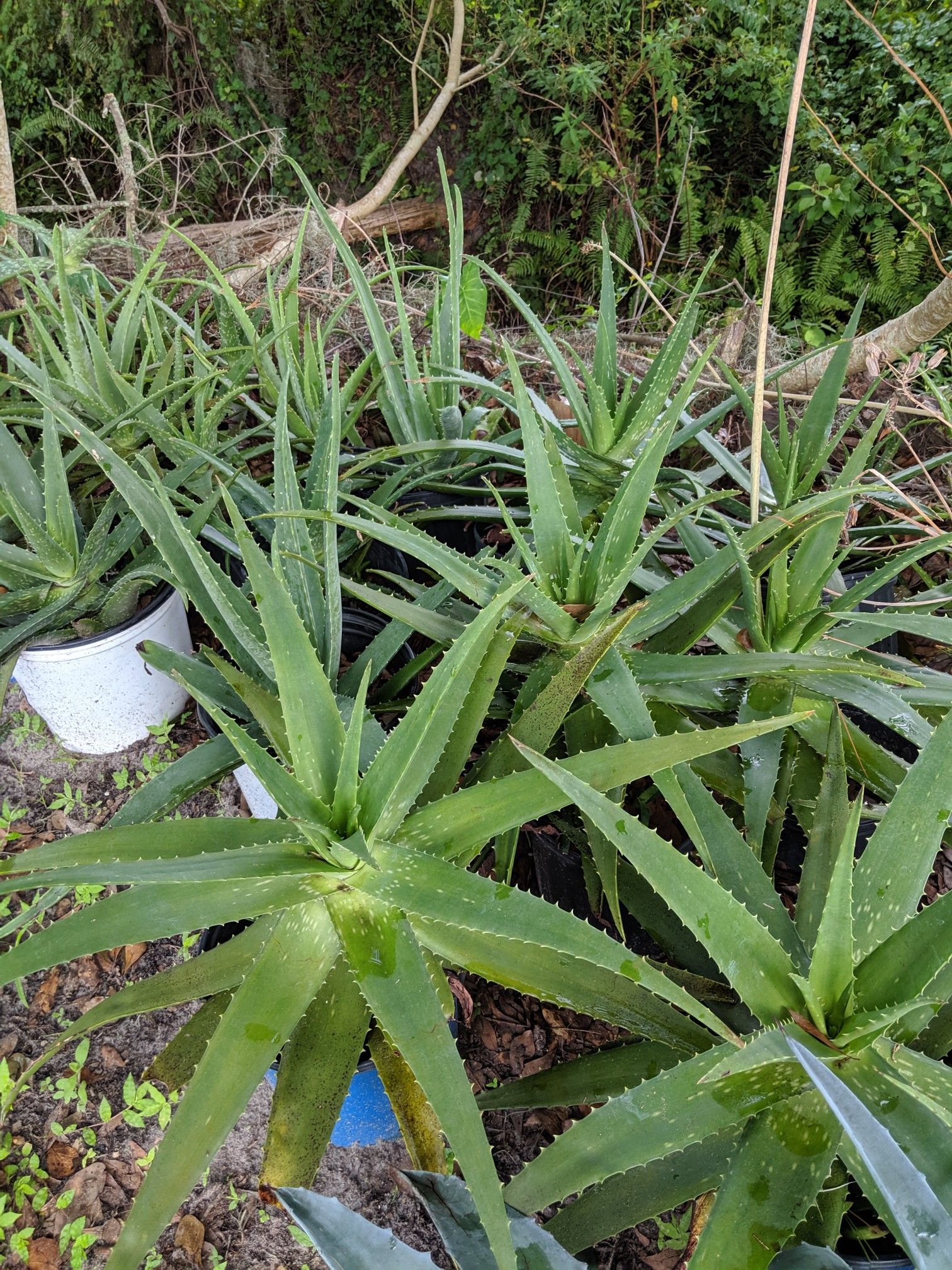 Aloe Vera Plants/ Savila