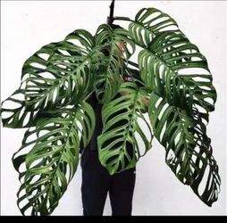 Monstera esqueleto plant starting $23