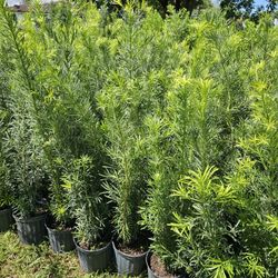 huge Podocarpus 4 feet tall Instant Privacy Hedge