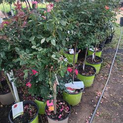Rosas De Arbol