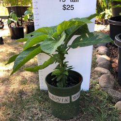 Brugmansia  AKA Angel Trumpets 