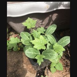 Bitter Mellon Seedling Plants Producing Hundreds Of Fruits pack 2