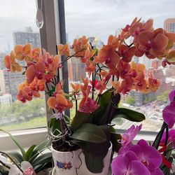 Orange Orchid