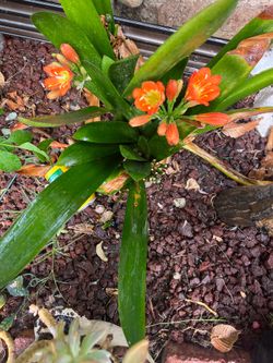 Planta