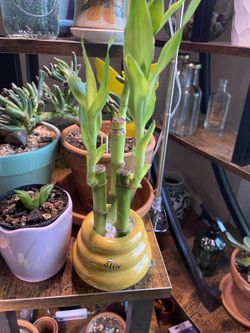 3 Stalks Lucky Bamboo Plants Indoor Live for Prosperity Easy Care Houseplant