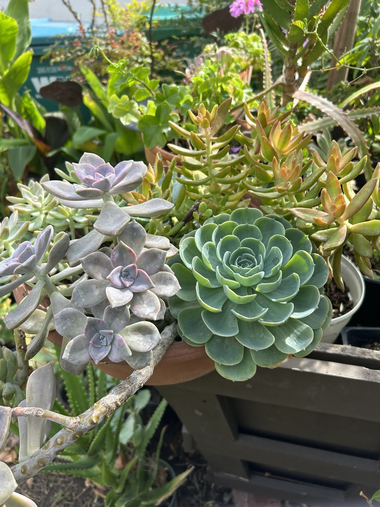 Succulent Plants 