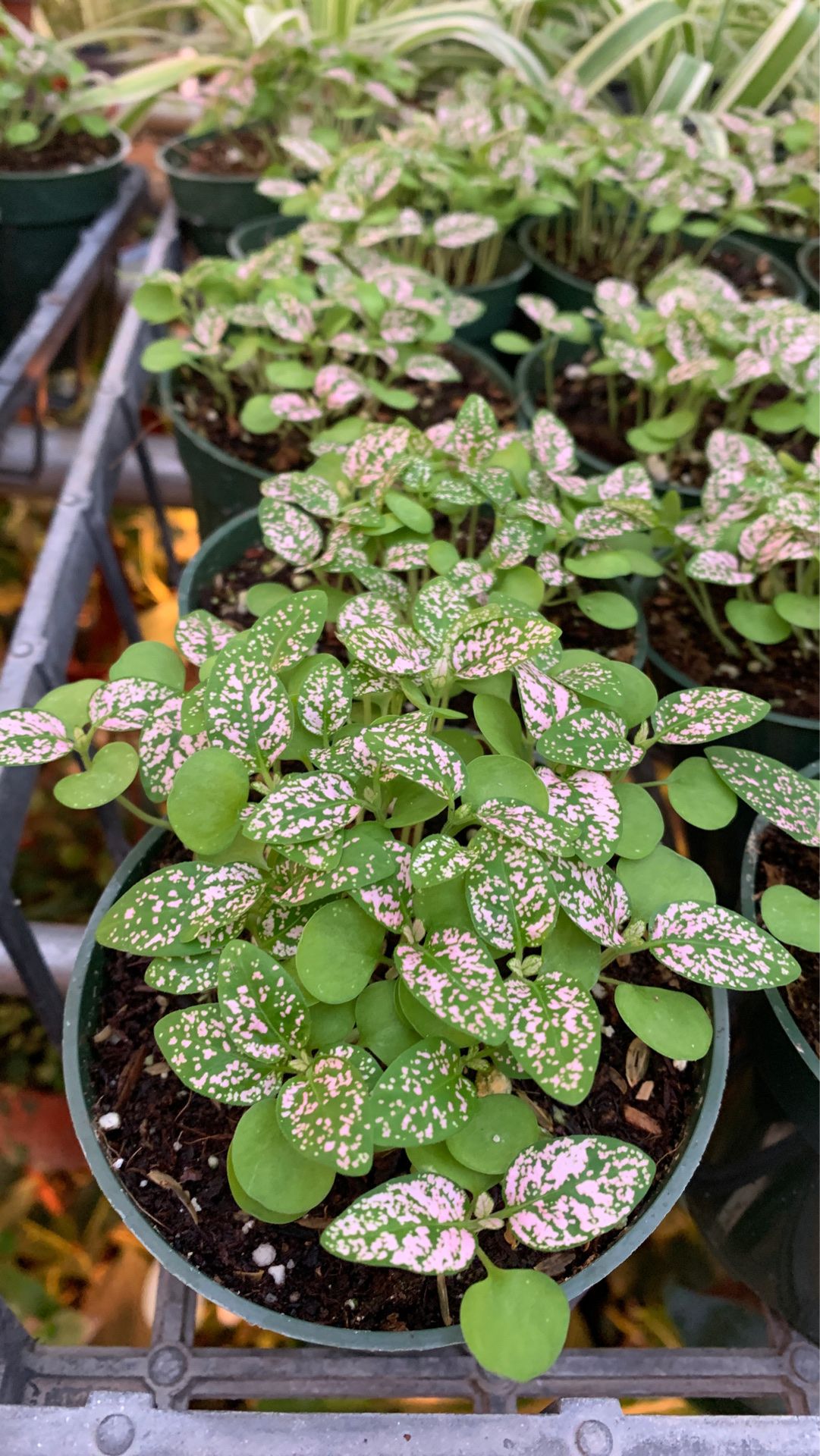 Pink polka plant